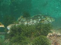 Albums/20060200-New Zealand 2006/20060211-Milford Sound/58